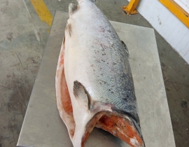 CÁ HỒI COHO HIỆU AQUA SIZE 4-6KG/CON ( 9-10 Lbs)